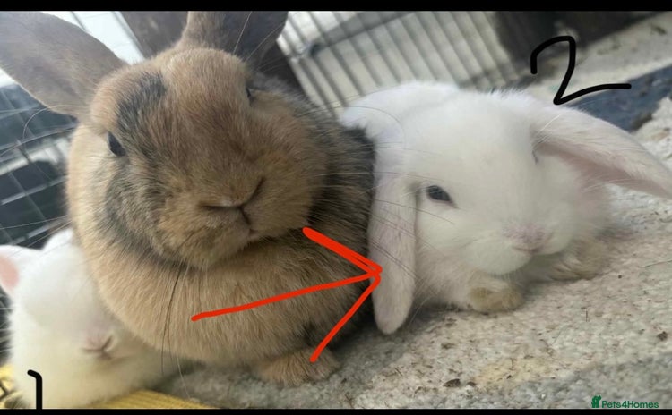 Dwarf Lop rabbits - Advert 7