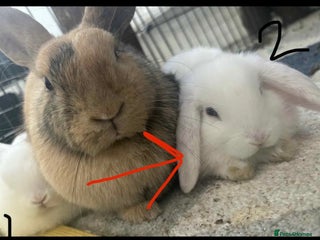 Dwarf Lop rabbits - Advert 14