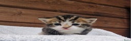 Mixed Breed cats for sale: 3 Gorgeous Kittens - Advert 13