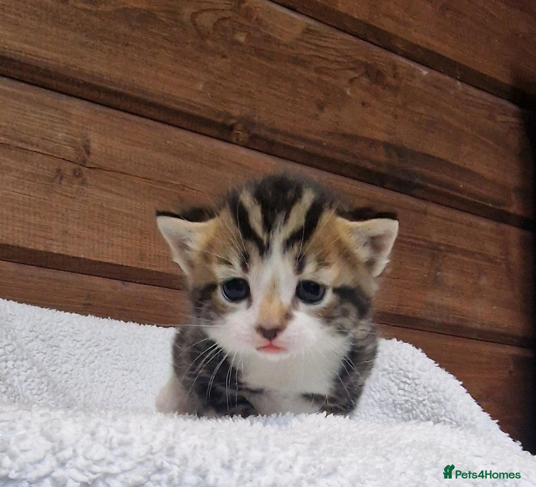 Mixed Breed cats for sale: 3 Gorgeous Kittens - Advert 13