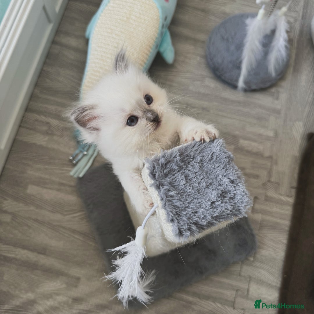 Ragdoll cats for sale: Championship 5 Generation Pedigree GCCF Ragdolls  - Image 3