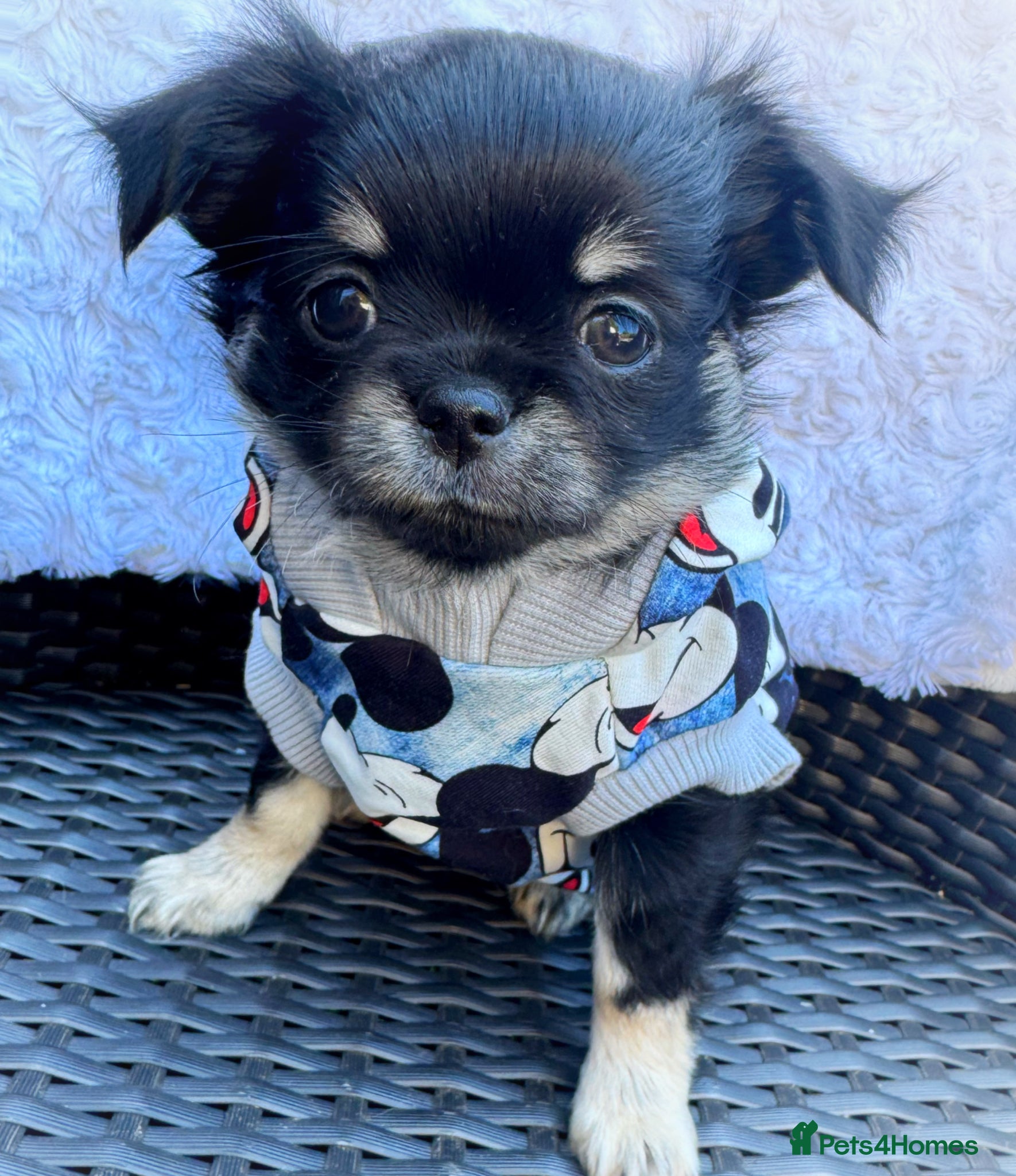 Chihuahua dogs KC quality Tricolor long coat chihuahua boy  - Advert 2