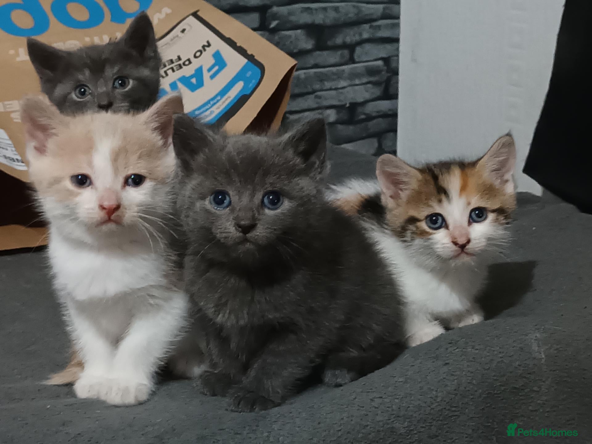 British Shorthair cats 4 beautiful kittens - Advert 3