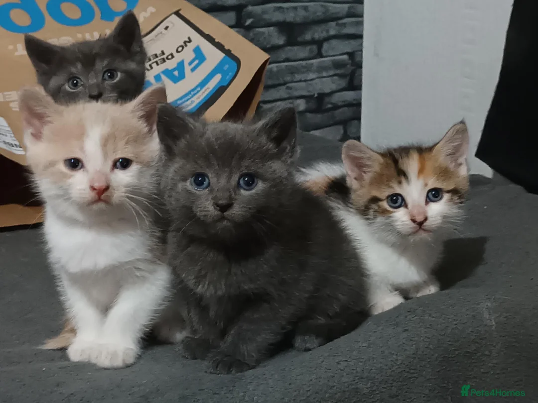 British Shorthair cats for sale: 4 beautiful kittens in Sheffield - Advert 1