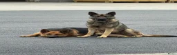 German Shepherd dogs for sale: Abbie in Saint Helens - Advert 5