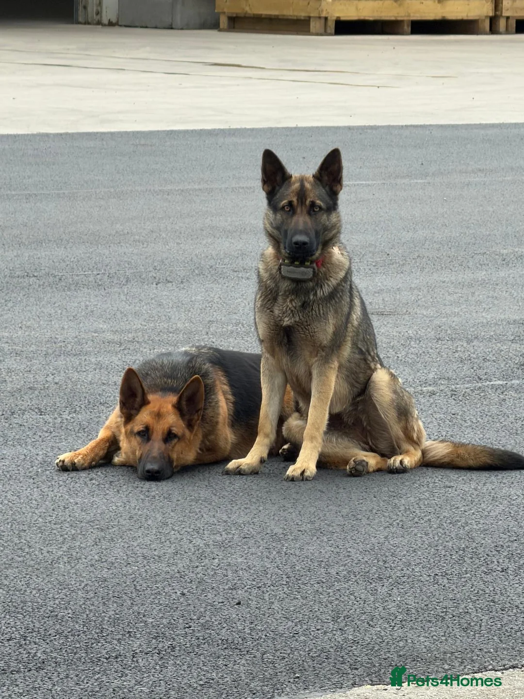 German Shepherd dogs for sale: Abbie in Saint Helens - Advert 5
