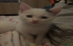 Mixed Breed cats for sale: 5 Adorable Fluffy White Playful Kittens  - Image 28