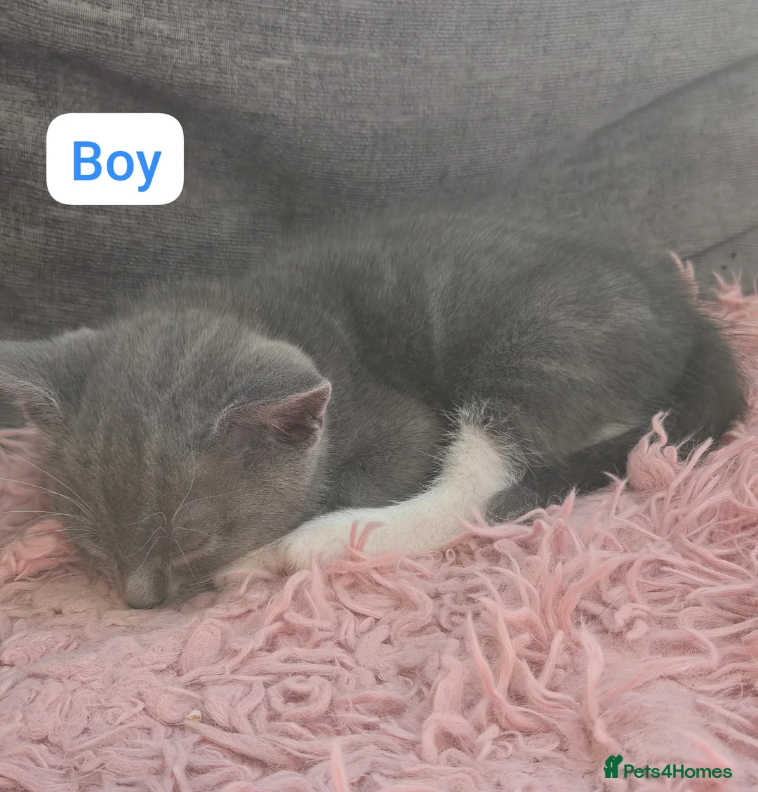 Mixed Breed cats for sale: 5 Stunning Kittens – Ready to be seen 🐾 - Advert 2