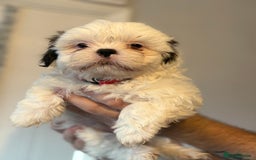 Shih Tzu dogs for sale: 4 Shih tzu girls  - Image 26