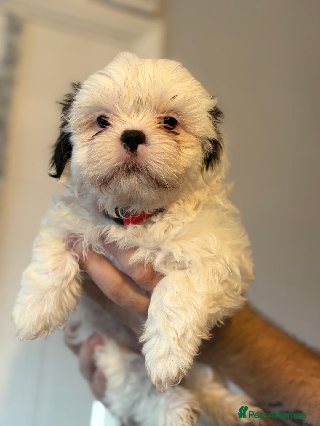 Shih Tzu dogs for sale: 4 Shih tzu girls  - Image 26