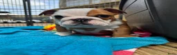 English Bulldog dogs for sale: Beautifully bred English bulldogs  - Advert 15