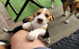 Beagle dogs for sale: 3 adorable beagle pups - Image 6