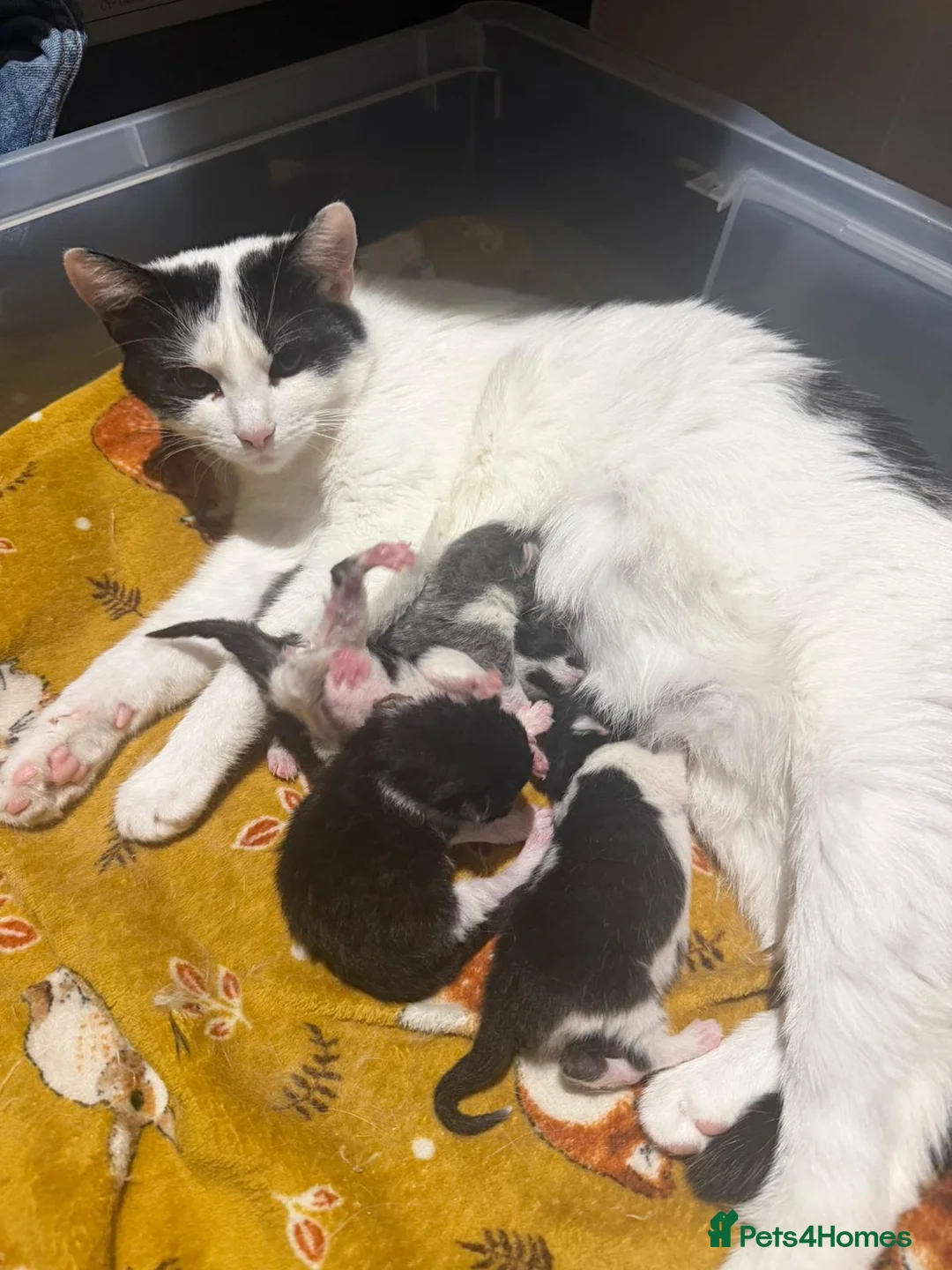 Mixed Breed cats for sale: Two kittens left  - Advert 12