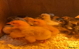 Chickens poultry for sale: Hatching eggs, Chicks & Ducklings - Image 14