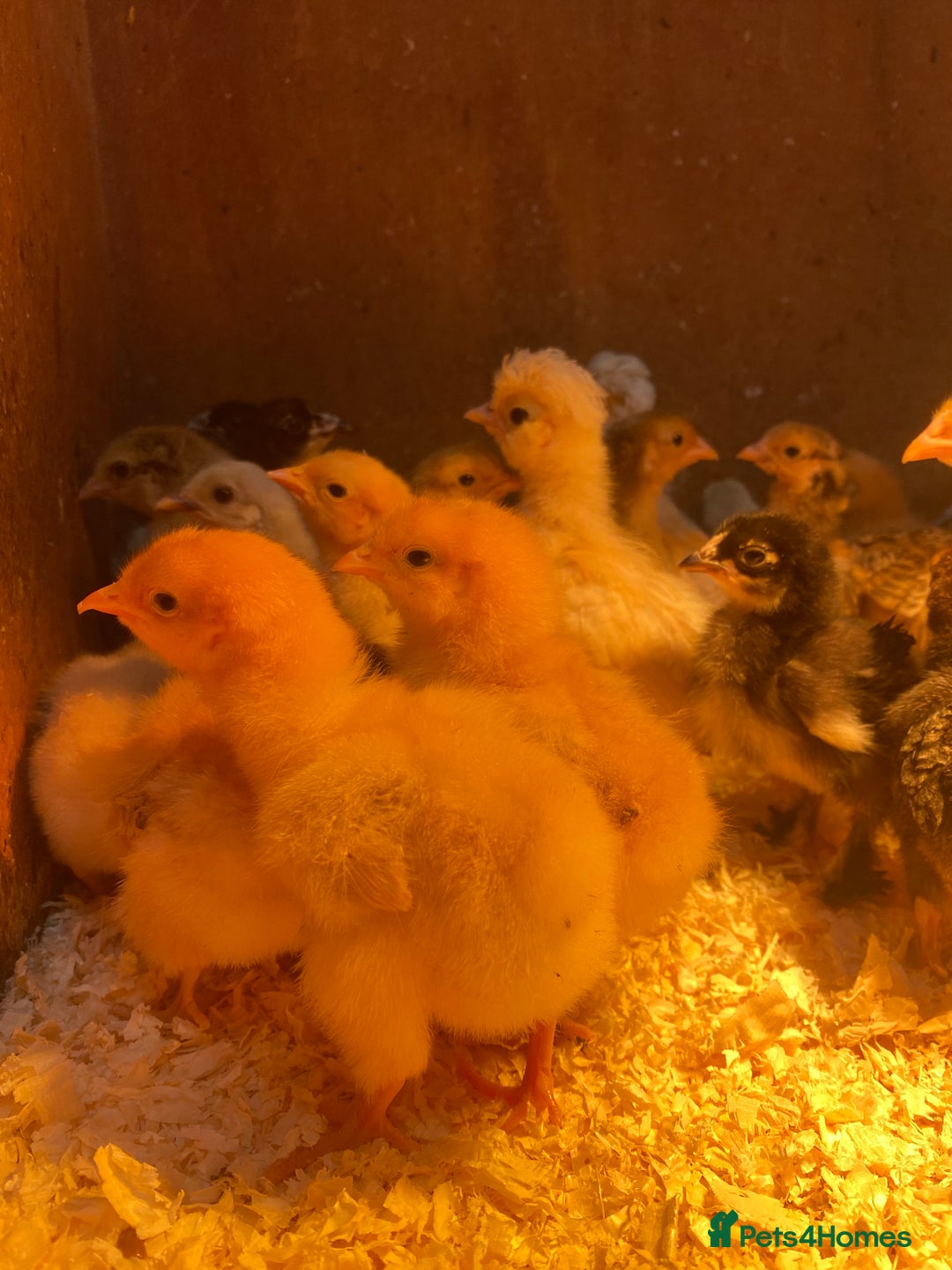 Chickens poultry for sale: Hatching eggs, Chicks & Ducklings - Image 14