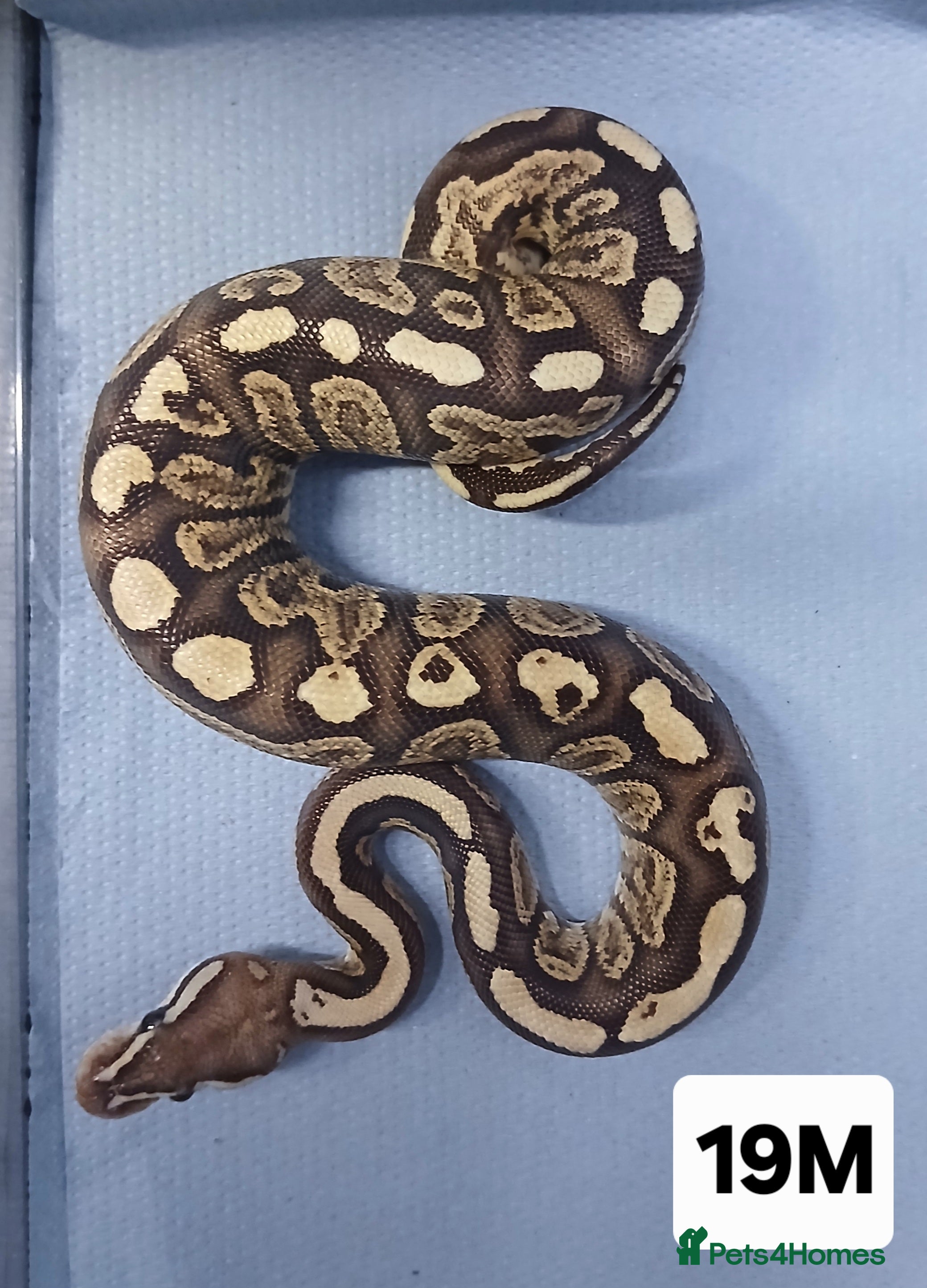 Python Snake reptiles Hatchling Male Royal Python's  - Advert 6