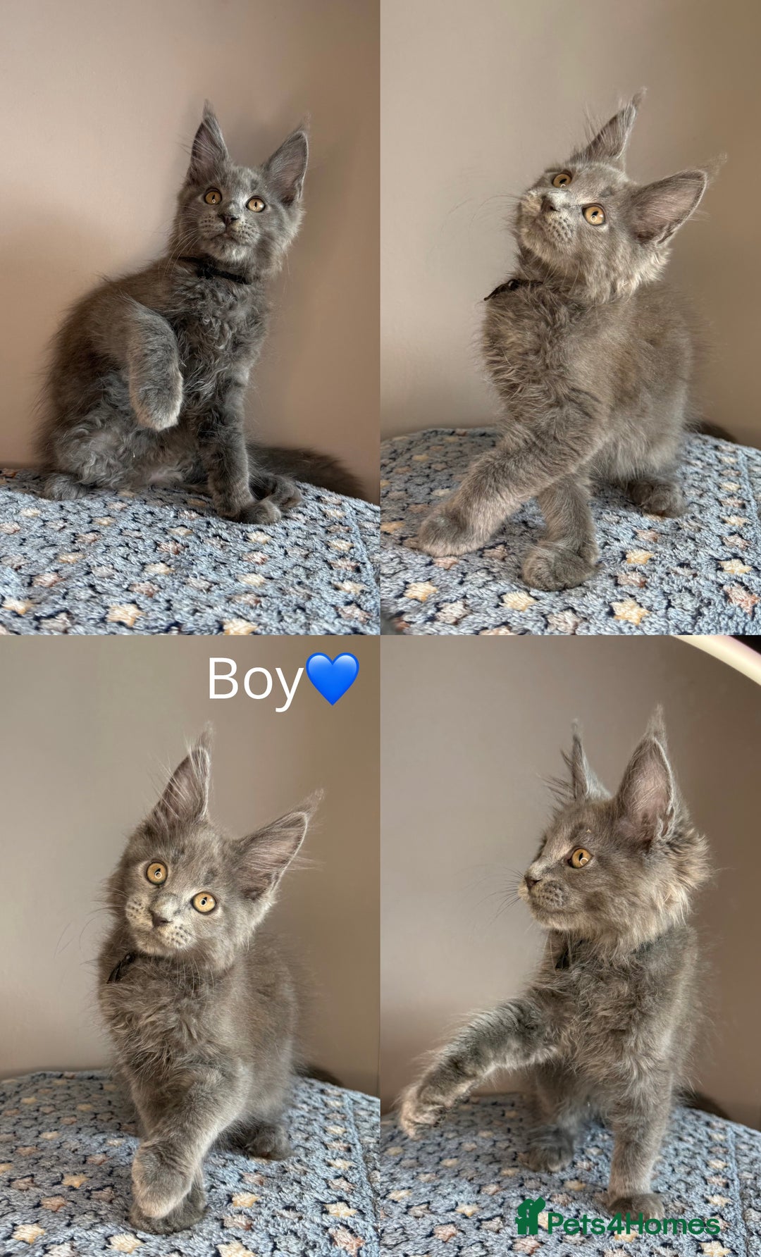 Maine Coon cats for sale: READY THIS WEEKEND mainecoon kittens  in Market Rasen - Image 7