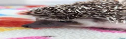 Pygmy Hedgehog rodents for sale: 10 Week Old Baby Hoglets REDUCED TO £220 - Advert 5