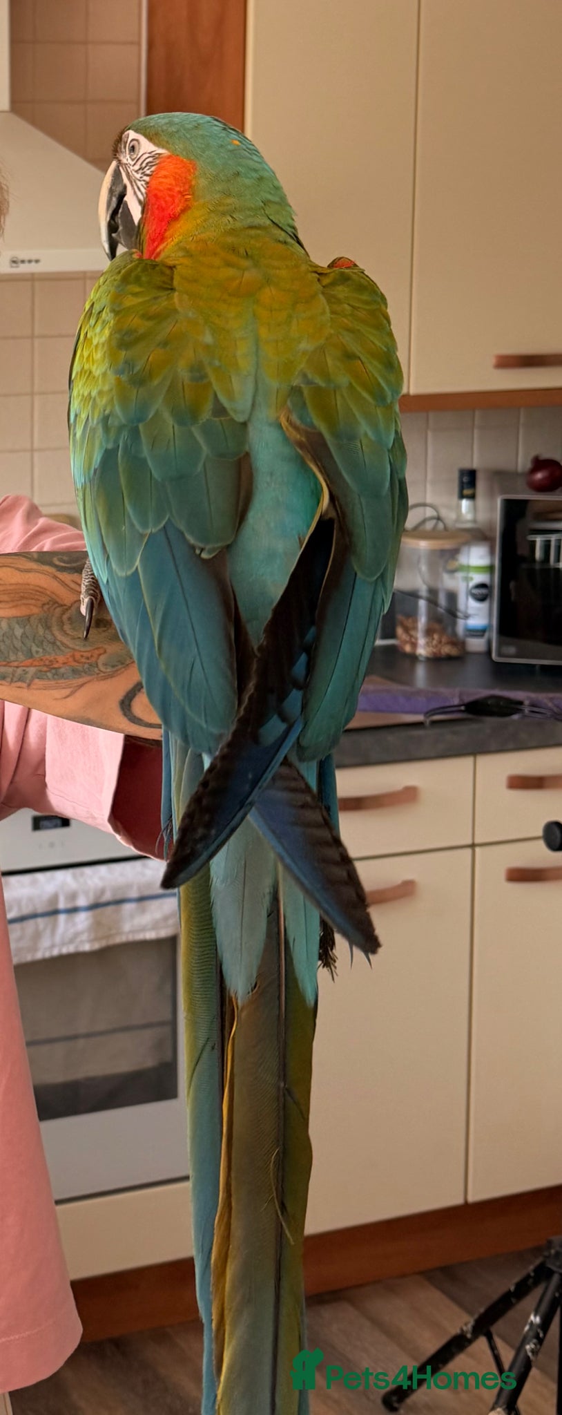 Macaws birds Scarinde macaw - Advert 4