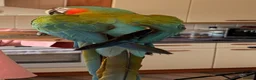 Macaws birds for sale: Scarinde macaw - Advert 1