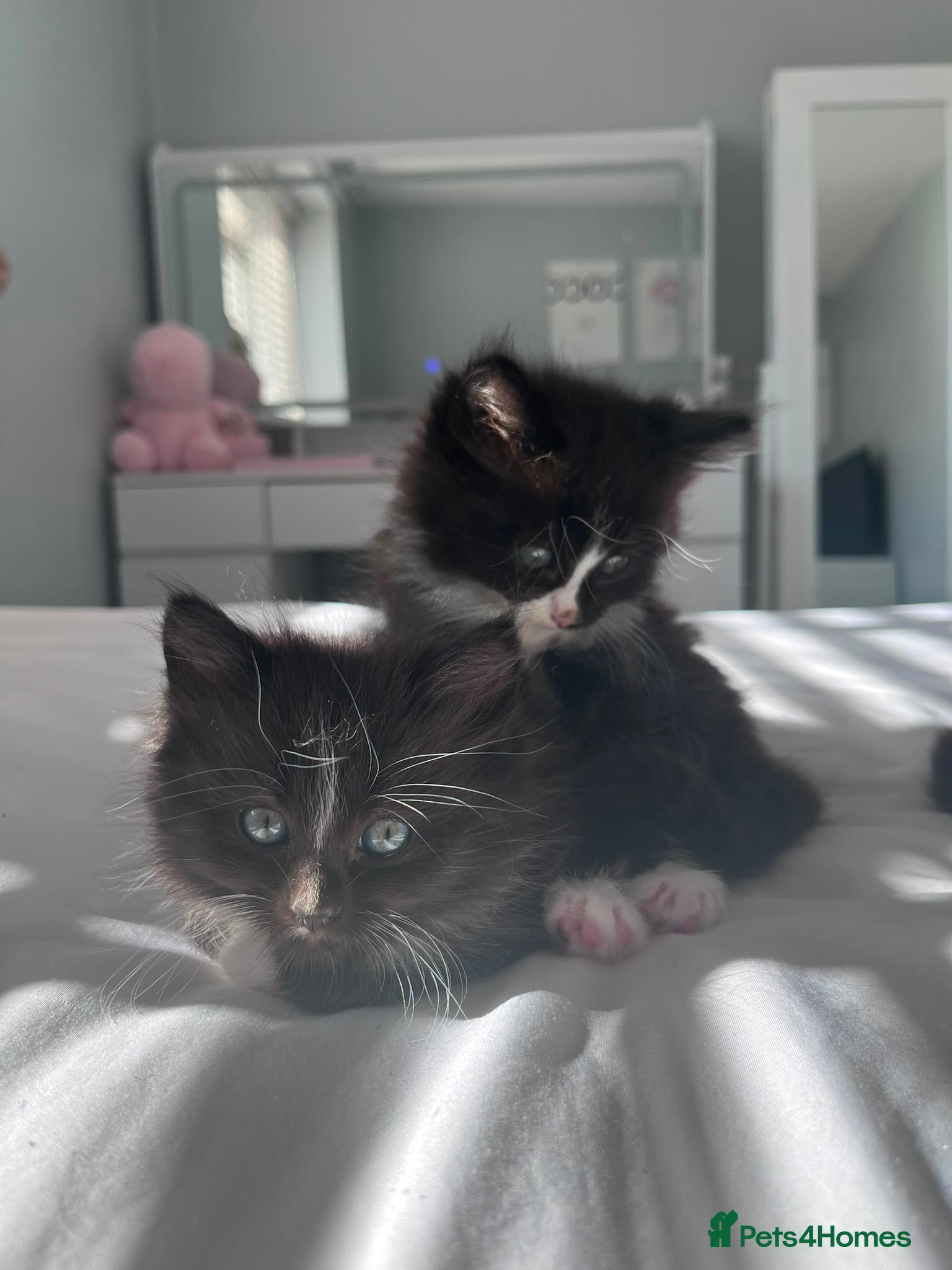Mixed Breed cats Fluffy kittens 🫶 - Advert 3
