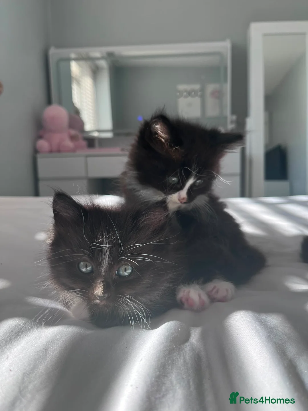 Mixed Breed cats for sale: Fluffy kittens 🫶 - Advert 1