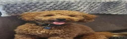 Toy Poodle dogs for stud: Toy Poodle for Stud - Advert 6