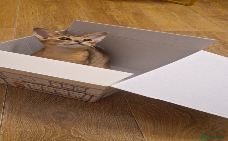 Abyssinian cats Purebred Abyssinian girl 😍 - Advert 2