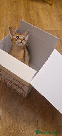 Abyssinian cats Purebred Abyssinian girl 😍 - Advert 4