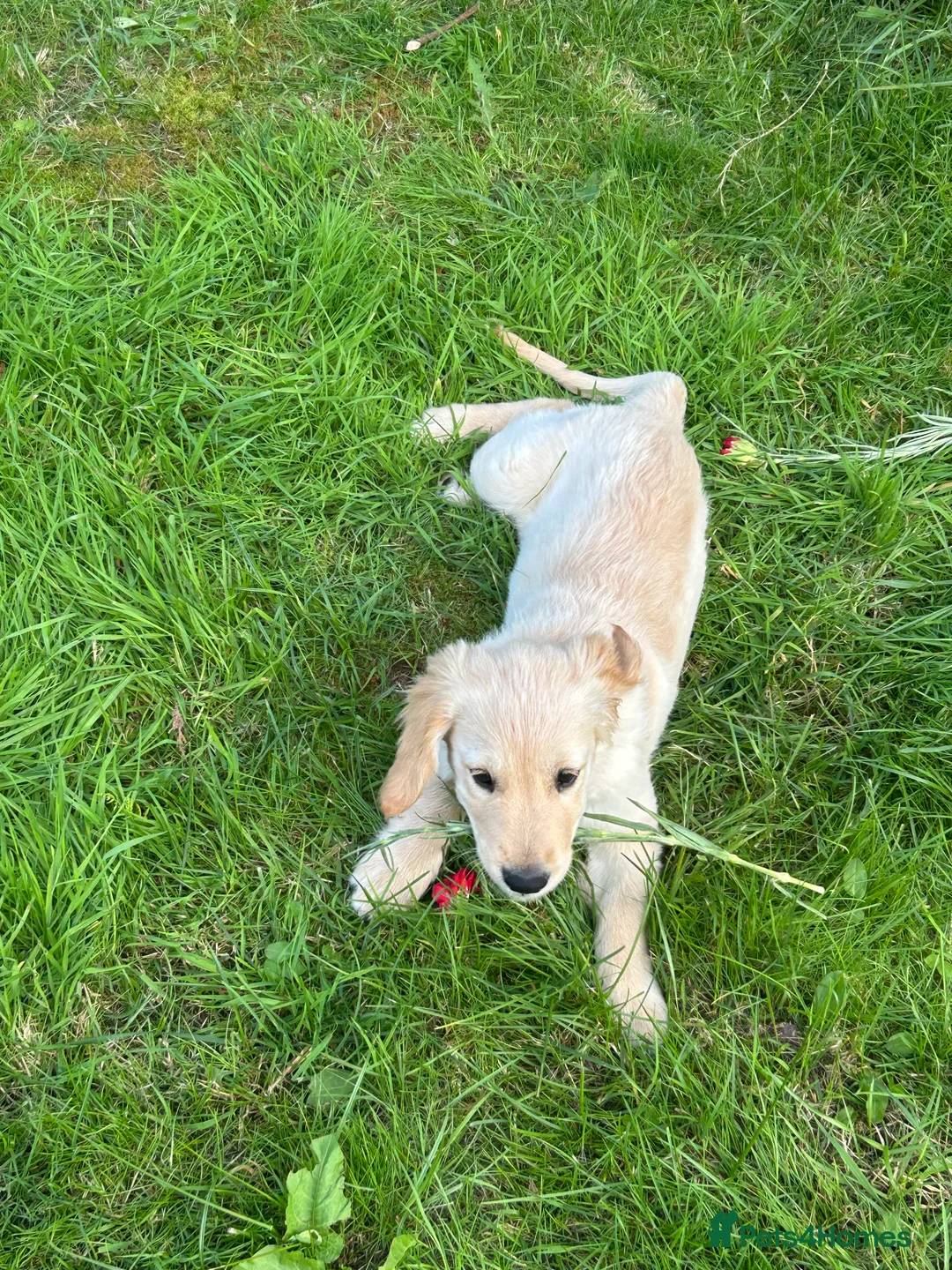 Golden Retriever dogs for sale: Golden Retrievers - Gwynedd  - Advert 2