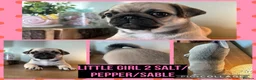 Pug dogs for sale: Beautiful pedigree pug puppies  in Balerno - Advert 2
