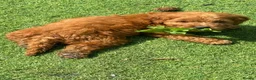 Cockapoo dogs for sale: Cockapoo puppies for sale - Advert 2