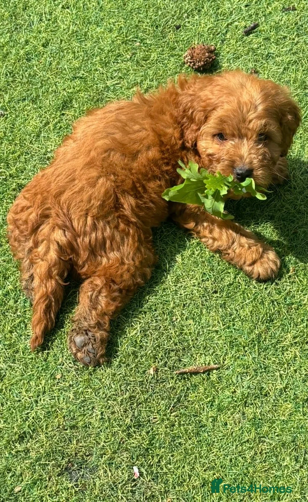 Cockapoo dogs for sale: Cockapoo puppies for sale - Advert 2