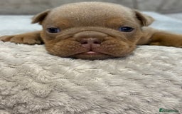 English Bulldog dogs for sale: English Bulldog puppies for sale KC registered  - Image 32