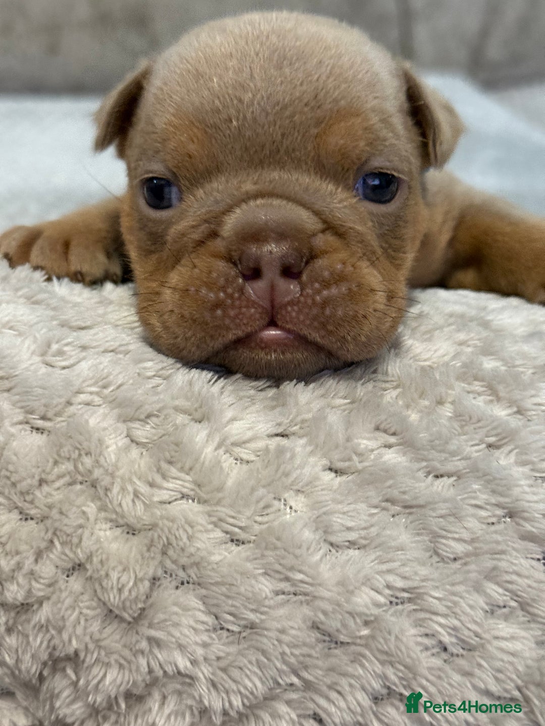 English Bulldog dogs for sale: English Bulldog puppies for sale KC registered  - Image 32