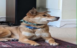 Mixed Breed dogs for adoption: Basil 7 year old meat trade survivor  - Image 2