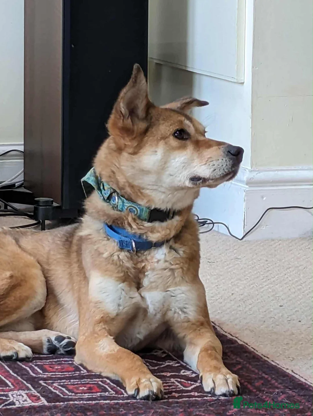 Mixed Breed dogs for adoption: Basil 7 year old meat trade survivor  - Advert 2