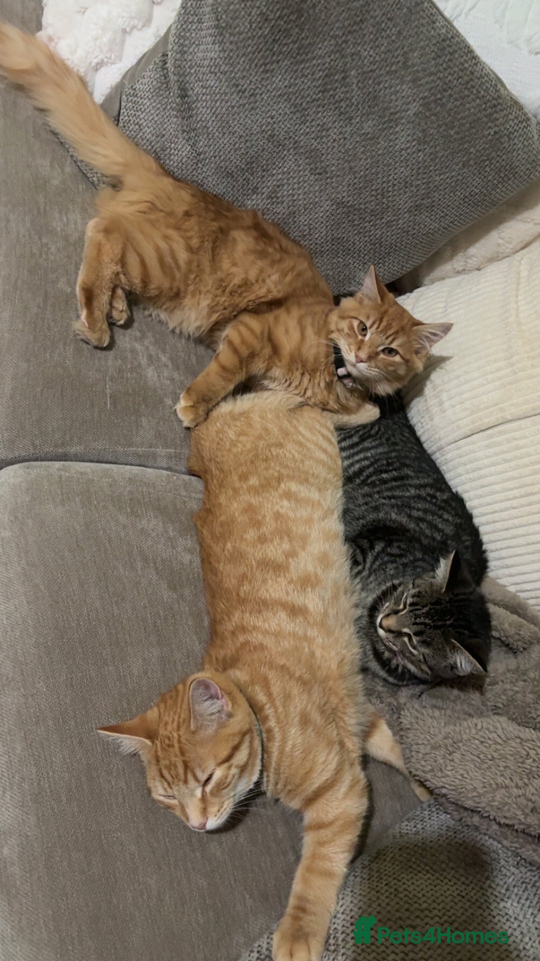 Maine Coon cats for sale: Maine coon mix  - Advert 23