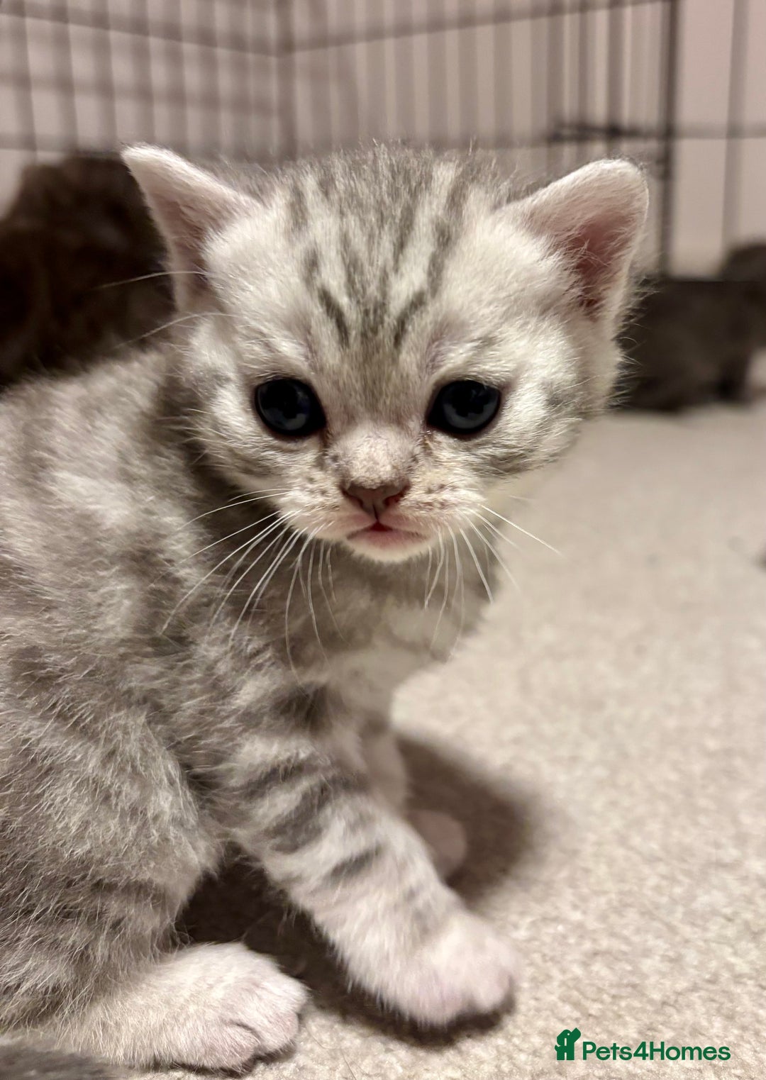 Mixed Breed cats for sale: Adorable kittens for sale - Advert 9