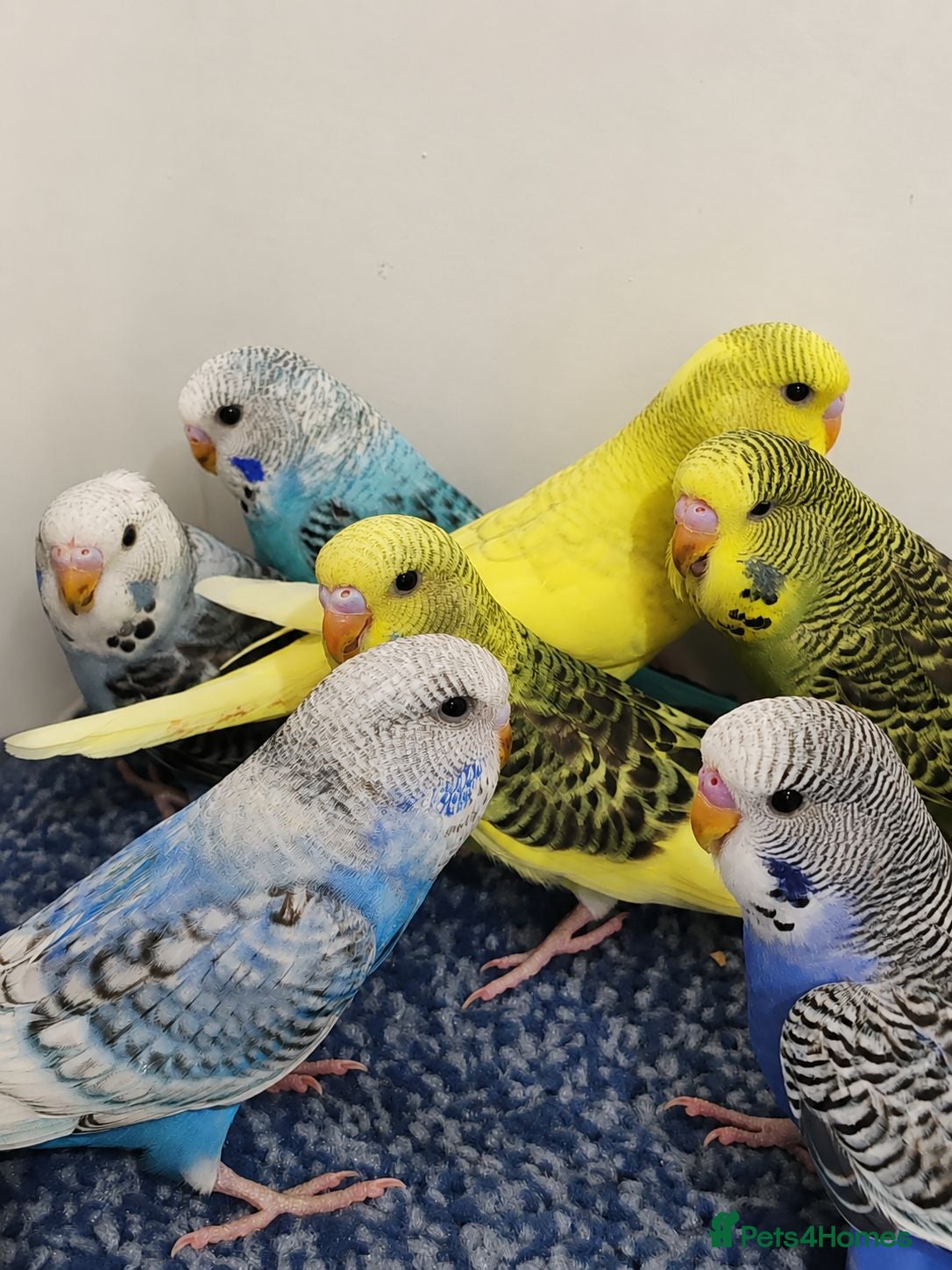 Budgerigars birds Budgies 8 weeks old - Advert 1