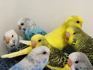 Budgerigars birds Budgies 8 weeks old - Advert 1