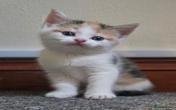 Mixed Breed cats for sale: 5 stunning babies ready in just over 2 weeks  - Image 12
