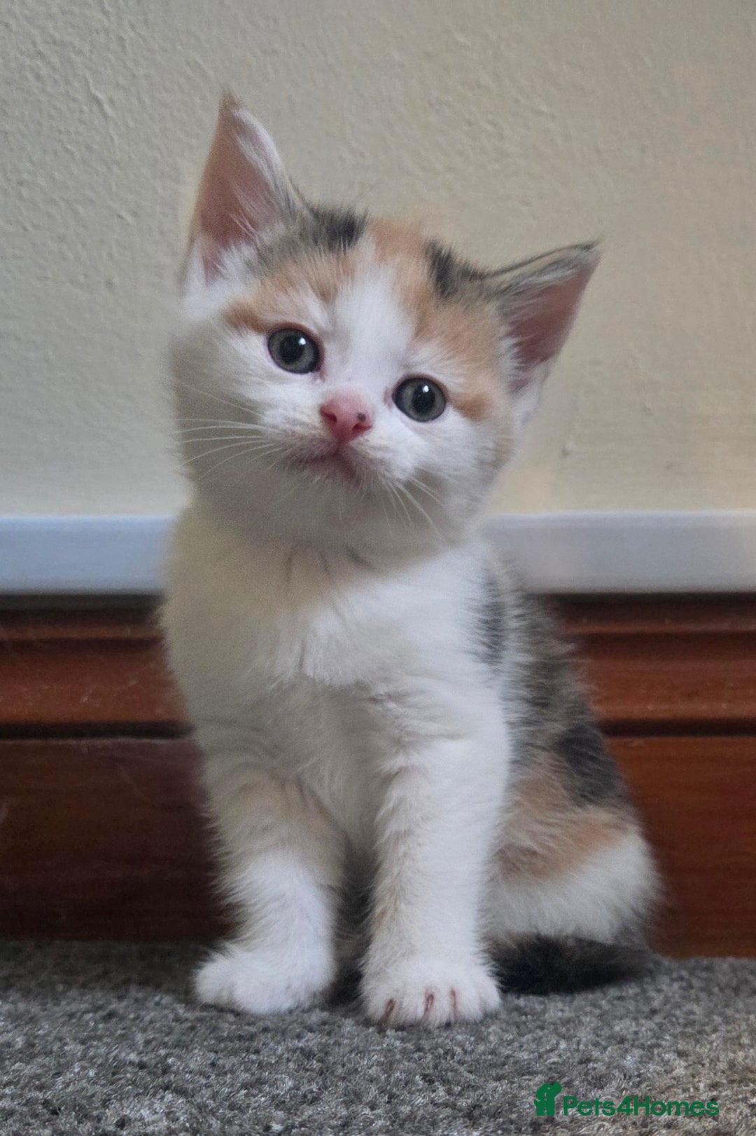 Mixed Breed cats for sale: 5 stunning babies ready in just over 2 weeks  - Image 12
