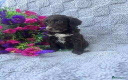 Cockapoo dogs for sale: F1 Showtype Cockapoo - Image 3