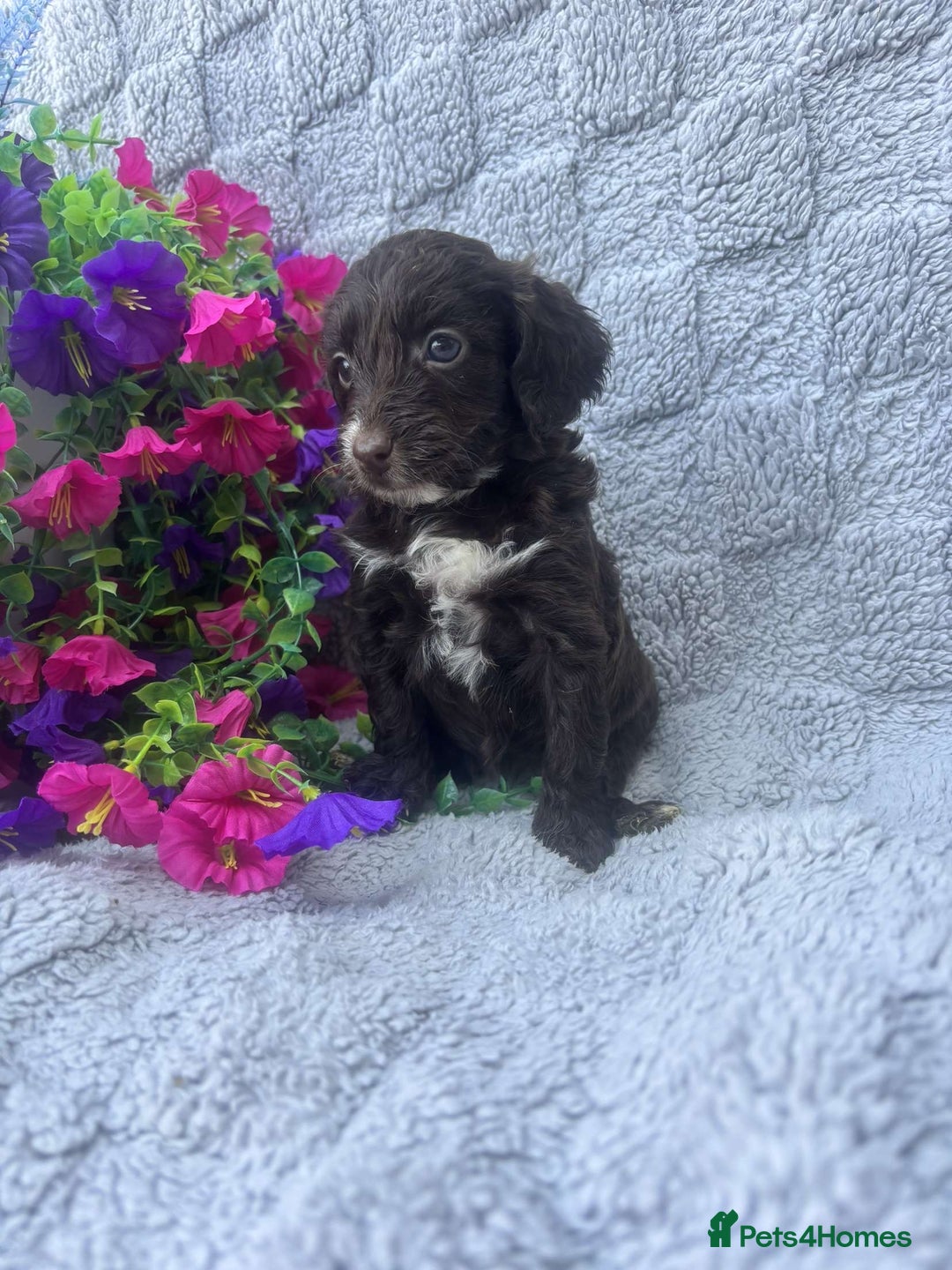 Cockapoo dogs for sale: F1 Showtype Cockapoo - Image 3