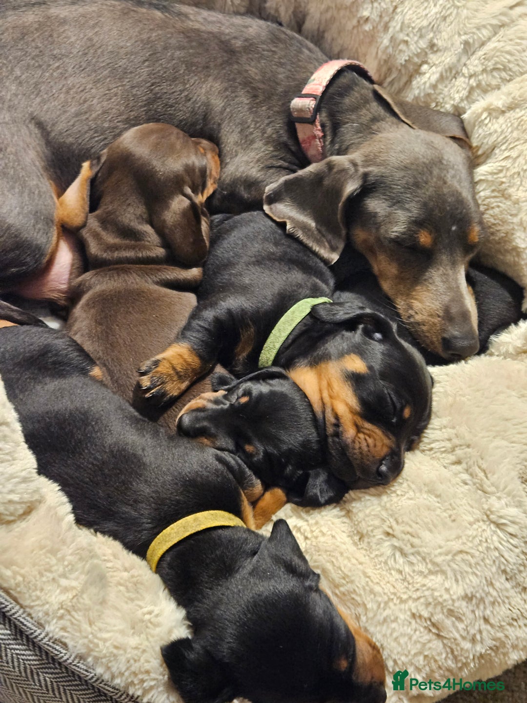 Miniature Dachshund dogs for sale: 4 male miniature dashund  - Advert 1