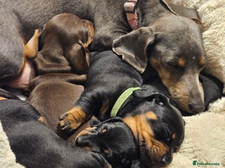 Miniature Dachshund dogs 4 male miniature dashund - Advert 9