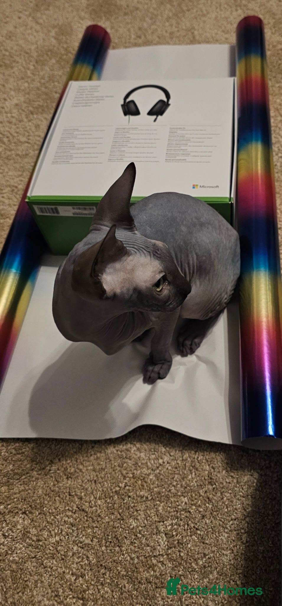 Sphynx cats for sale: Beautiful bonded pair  - Advert 5
