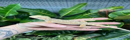 Bearded Dragon reptiles for sale: Baby Bearded dragons At Urban Exotics  - Advert 5