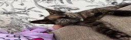 Mixed Breed cats for sale: One little girl left - Advert 2